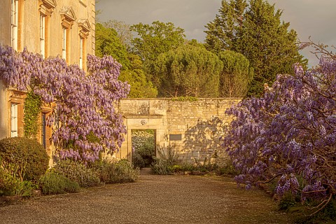 IFORD_MANOR_WILTSHIRE_OLD_STYLE_PHOTOGRAPH_MAY_SPRING_PURPLE_FLOWERS_OF_WISTERIA_SINENSIS_IN_COURTYA