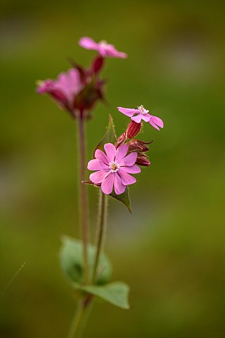 DESIGNER_JAMES_SCOTT_THE_GARDEN_COMPANY_PINK_FLOWERS_OF_RED_CAMPION_SILENE_DIOICA_MAY_SHRUBS