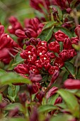 NATIONAL COLLECTION OF WEIGELA, SHEFFIELD BOTANICAL GARDENS: WEIGELA LITTLE RED ROBIN, DECIDUOUS, SHRUBS. SPRING, MAY
