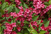 NATIONAL COLLECTION OF WEIGELA, SHEFFIELD BOTANICAL GARDENS: WEIGELA NEWPORT RED, DECIDUOUS, SHRUBS. SPRING, MAY