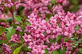 NATIONAL COLLECTION OF WEIGELA, SHEFFIELD BOTANICAL GARDENS: WEIGELA MME LE COURTARED, DECIDUOUS, SHRUBS. SPRING, MAY
