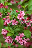 NATIONAL COLLECTION OF WEIGELA, SHEFFIELD BOTANICAL GARDENS: WEIGELA ALL SUMMER RED, DECIDUOUS, SHRUBS. SPRING, MAY