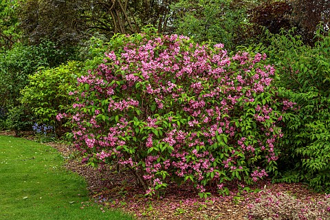 NATIONAL_COLLECTION_OF_WEIGELA_SHEFFIELD_BOTANICAL_GARDENS_WEIGELA_MME_LE_COURTARED_DECIDUOUS_SHRUBS