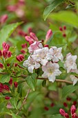 NATIONAL COLLECTION OF WEIGELA, SHEFFIELD BOTANICAL GARDENS: WEIGELA STRAWBERRIES AND CREAM, DECIDUOUS, SHRUBS. SPRING, MAY