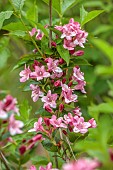 NATIONAL COLLECTION OF WEIGELA, SHEFFIELD BOTANICAL GARDENS: WEIGELA ABEL CARRIERE, DECIDUOUS, SHRUBS. SPRING, MAY