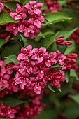 NATIONAL COLLECTION OF WEIGELA, SHEFFIELD BOTANICAL GARDENS: WEIGELA NEWPORT RED, DECIDUOUS, SHRUBS. SPRING, MAY