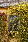 SILVER STREET FARM, DEVON: HOUSE FRONT WITH CLIMBERS, ROSA CHINENSIS MUTABILIS, ROSA BANKSIAE LUTEA, CLIMBING, MAY, FRONT GARDEN, COUNTRY, WINDOW