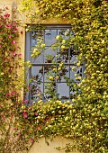SILVER STREET FARM, DEVON: HOUSE FRONT WITH CLIMBERS, ROSA CHINENSIS MUTABILIS, ROSA BANKSIAE LUTEA, CLIMBING, MAY, FRONT GARDEN, COUNTRY, WINDOW
