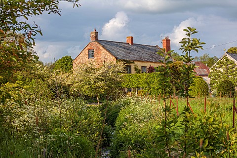 SILVER_STREET_FARM_DEVON_THE_HOUSE_MAY_SPRING_COW_PARSLEY_ANTHRISCUS_SYLVESTRIS_STREAM