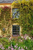 SILVER STREET FARM, DEVON: HOUSE FRONT WITH CLIMBERS, ROSA CHINENSIS MUTABILIS, ROSA BANKSIAE LUTEA, CLIMBING, MAY, FRONT GARDEN, COUNTRY