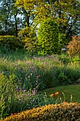 SILVER STREET FARM, DEVON: MAY, BORDERS,SPRING, COUNTRY GARDEN, LAWN, CHIVES, POPPIES, YEW DOME, PAPAVER LATIFOLIUM, HEDGES, HEDGING