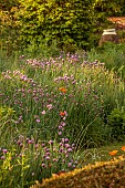 SILVER STREET FARM, DEVON: MAY, BORDERS,SPRING, COUNTRY GARDEN, CHIVES, POPPIES, YEW DOME, PAPAVER LATIFOLIUM, CONTAINER