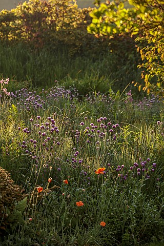 SILVER_STREET_FARM_DEVON_MAY_BORDERS_SPRING_COUNTRY_GARDEN_CHIVES_POPPIES_HEDGES_HEDGING