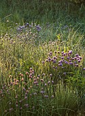 SILVER STREET FARM, DEVON: MAY, BORDERS, SPRING, COUNTRY GARDEN, CHIVES, EARLY MORNING SUNSHINE, SUNRISE
