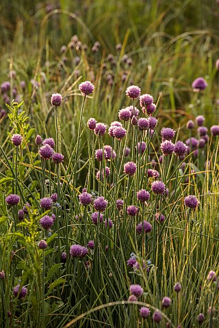 SILVER_STREET_FARM_DEVON_MAY_BORDERS_SPRING_COUNTRY_GARDEN_CHIVES_EARLY_MORNING_SUNSHINE_SUNRISE