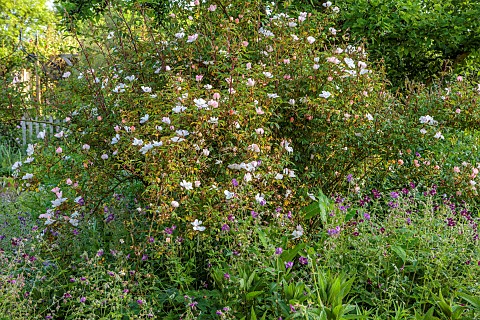 NORWELL_NURSERIES_NOTTINGHAMSHIRE_BORDER_WHITE_FLOWERS_BLOOMS_OF_ROSE_ROSA_OPEN_ARMS