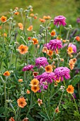 NORWELL NURSERIES, NOTTINGHAMSHIRE: PINK, ORANGE FLOWERS, BLOOMS OF TANACETUM COCCINEUM ALFRED AND GEUM TOTALLY TANGERINE