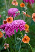 NORWELL NURSERIES, NOTTINGHAMSHIRE: PINK, ORANGE FLOWERS, BLOOMS OF TANACETUM COCCINEUM ALFRED AND GEUM TOTALLY TANGERINE