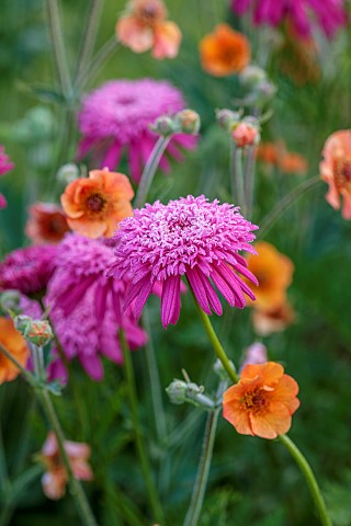 NORWELL_NURSERIES_NOTTINGHAMSHIRE_PINK_ORANGE_FLOWERS_BLOOMS_OF_TANACETUM_COCCINEUM_ALFRED_AND_GEUM_