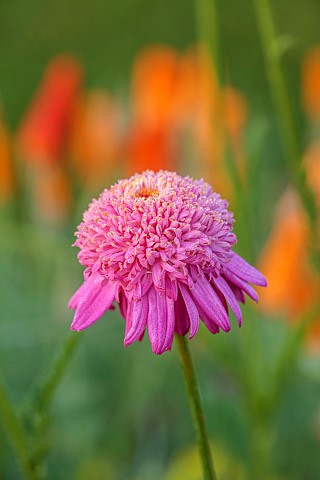 NORWELL_NURSERIES_NOTTINGHAMSHIRE_PINK_FLOWERS_BLOOMS_OF_TANACETUM_COCCINEUM_ALFRED