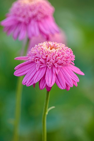 NORWELL_NURSERIES_NOTTINGHAMSHIRE_PINK_FLOWERS_BLOOMS_OF_TANACETUM_COCCINEUM_ALFRED