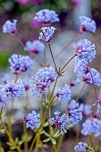 NORWELL NURSERIES, NOTTINGHAMSHIRE: BLUE FLOWERS OF ASPERULA ORIENTALIS, WOODRUFF, ANNUALS