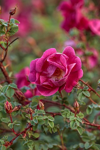 NORWELL_NURSERIES_NOTTINGHAMSHIRE_RED_PINK_FLOWERS_BLOOMS_OF_ROSES_ROSA_SPINOSISSIMA_WILLIAM_III