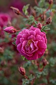 NORWELL NURSERIES, NOTTINGHAMSHIRE: RED, PINK FLOWERS, BLOOMS OF ROSES, ROSA SPINOSISSIMA WILLIAM III
