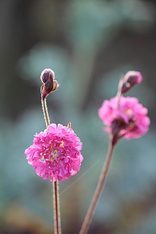 NORWELL_NURSERIES_NOTTINGHAMSHIRE_PINK_FLOWERS_BLOOMS_OF_SILENE_DIOICA_FLORE_PLENO_DOUBLE_FLOWERED_A