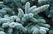 PICEA PUNGENS KOSTER PROSTRATE (BLUE OR COLORADO SPRUCE)