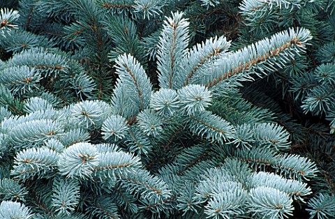 PICEA_PUNGENS_KOSTER_PROSTRATE_BLUE_OR_COLORADO_SPRUCE