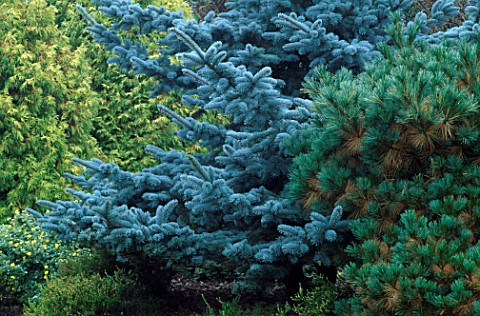 PICEA_PUNGENS_KOSTER_PROSTRATE_BLUE_OR_COLORADO_SPRUCE_AND_PINUS_STROBUS_RADIATA_WHITE_PINE