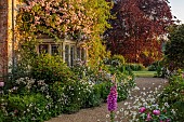 ASTHALL MANOR, OXFORDSHIRE: THE FRONT OF THE MANOR WITH ROSES, ROSA CECILE BRUNNER, ATRANTIAS, OX EYE DAISIES, FOXGLOVES, PATHS, SUNRISE
