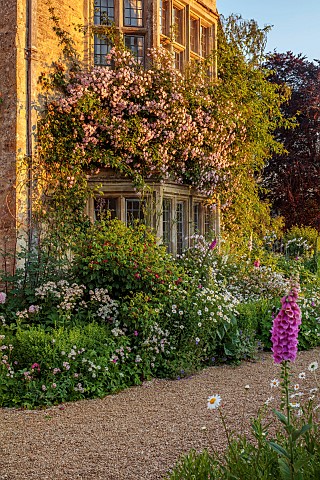 ASTHALL_MANOR_OXFORDSHIRE_THE_FRONT_OF_THE_MANOR_WITH_ROSES_ROSA_CECILE_BRUNNER_ATRANTIAS_OX_EYE_DAI