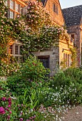 ASTHALL MANOR, OXFORDSHIRE: ROSES, ROSA CECILE BRUNNER, ATRANTIAS, OX EYE DAISIES, SUNRISE, VERBASCUMS, PAEONIA KARL ROSENFIELD