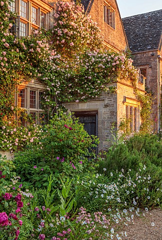 ASTHALL_MANOR_OXFORDSHIRE_ROSES_ROSA_CECILE_BRUNNER_ATRANTIAS_OX_EYE_DAISIES_SUNRISE_VERBASCUMS_PAEO