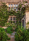 ASTHALL MANOR, OXFORDSHIRE: FRONT OF MANOR, PINK, ROSES, ROSA CECILE BRUNNER, WALLS, DAWN, SUNRISE