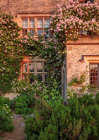 ASTHALL_MANOR_OXFORDSHIRE_FRONT_OF_MANOR_PINK_ROSES_ROSA_CECILE_BRUNNER_WALLS_DAWN_SUNRISE