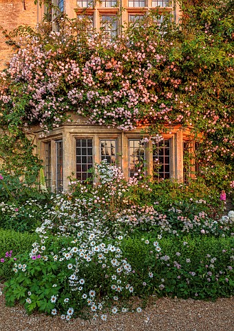 ASTHALL_MANOR_OXFORDSHIRE_FRONT_OF_MANOR_PINK_ROSES_ROSA_CECILE_BRUNNER_OX_EYE_DAISIES_ASTRANTIAS_WA