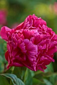ASTHALL MANOR, OXFORDSHIRE: RED, PINK FLOWERS, BLOOMS OF PEONY, PEONIES, PAEONIA LACTIFLORA KARL ROSENFIELD, PERENNIALS