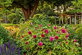 MORTON HALL, WORCESTERSHIRE: BORDER WITH ROSA MUNSTEAD WOOD, SUNRISE, JULY, BORDERS, ENGLISH, COUNTRY, GARDENS