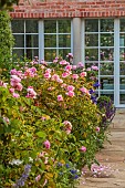 MORTON HALL GARDENS, WORCESTERSHIRE: PATH IN SOUTH GARDEN, SUMMER, BORDERS, ROSES, PINK FLOWERS , BLOOMS OF ROSA THE MAYFLOWER