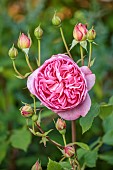 MORTON HALL GARDENS, WORCESTERSHIRE: PINK BLOOMS, FLOWERS OF ROSES, ROSA BOSCOBEL, SCENTED, FRAGRANT, ENGLISH ROSE, DAVID AUSTIN