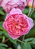 MORTON HALL GARDENS, WORCESTERSHIRE: PINK BLOOMS, FLOWERS OF ROSES, ROSA BOSCOBEL, SCENTED, FRAGRANT, ENGLISH ROSE, DAVID AUSTIN