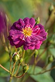 MORTON HALL GARDENS, WORCESTERSHIRE: PURPLE BLOOMS, FLOWERS OF ROSES, ROSA VIOLETTE, CLIMBERS, CLIMBING