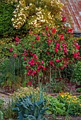 MORTON HALL GARDENS, WORCESTERSHIRE: KITCHEN GARDEN, POTAGER, RED FLOWERS, BLOOMS OF ROSES, ROSA JAMES MASON, GALLICA ROSE, SUMMER, FLOWERING, BLOOMING