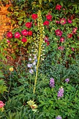 MORTON HALL GARDENS, WORCESTERSHIRE: KITCHEN GARDEN, POTAGER, RED FLOWERS, BLOOMS OF ROSES, ROSA JAMES MASON, GALLICA ROSE, DELPHINIUM CUPID, SUMMER, FLOWERING, BLOOMING