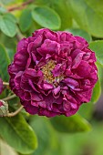 MORTON HALL GARDENS, WORCESTERSHIRE: DARK RED, PURPLE FLOWERS, BLOOMS OF ROSES, ROSA TUSCANY SUPERB, SHRUBS, GALLICA