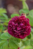 MORTON HALL GARDENS, WORCESTERSHIRE: DARK RED, PURPLE FLOWERS, BLOOMS OF ROSES, ROSA TUSCANY SUPERB, SHRUBS, GALLICA