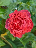 MORTON HALL GARDENS, WORCESTERSHIRE: RED, ORANGE, FLOWERS, BLOOMS OF ROSES, ROSA HOT CHOCOLATE, FLORIBUNDA